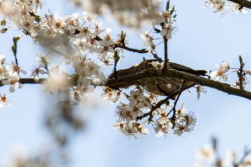 IMG_4724_20210325-scaled