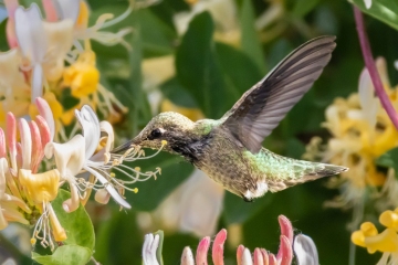 Anna Hummingbird