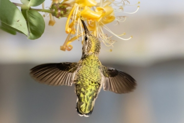 Anna Hummingbird