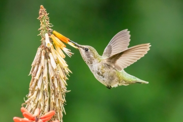 Anna Hummingbird