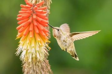 Anna Hummingbird