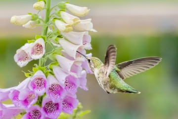 Anna Hummingbird