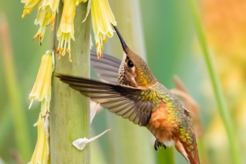 Rufous Hummingbird