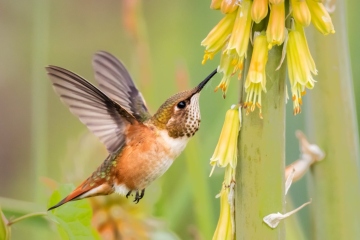 Rufous Hummingbird