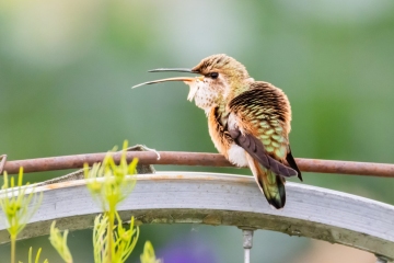 Rufous Hummingbird