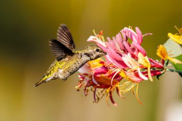 Hummingbird