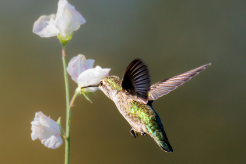 Hummingbird