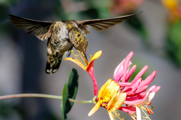 Hummingbird