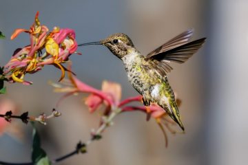 Hummingbird