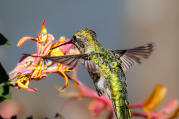 Hummingbird