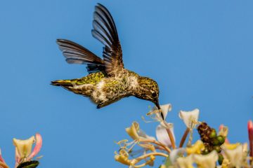 Hummingbird