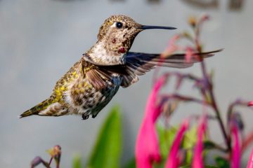 Hummingbird