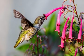 Hummingbird