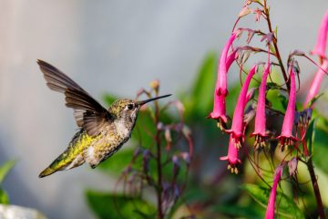 Hummingbird