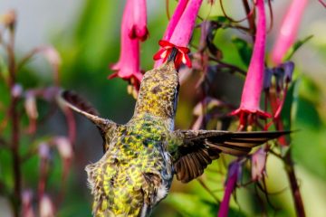 Hummingbird