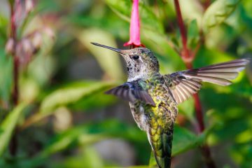 Hummingbird