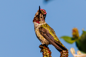 Hummingbird