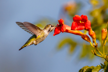 Hummingbird