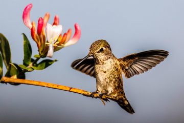 Hummingbird