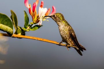 Hummingbird