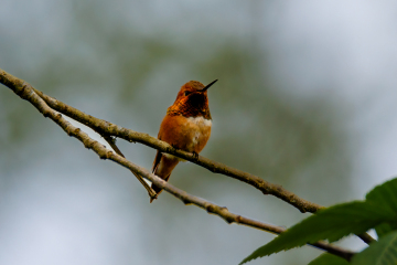 Rufous Hummingbird