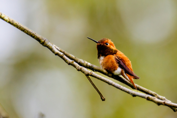 Rufous Hummingbird