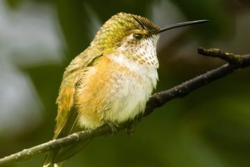 Female Rufous Hummingbird
