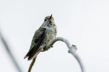Anna’s Hummingbird