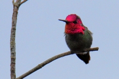 Anna’s Hummingbird