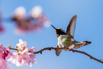 Anna’s Hummingbird