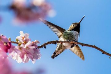 Anna’s Hummingbird