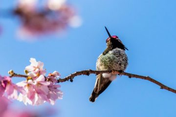 Anna’s Hummingbird