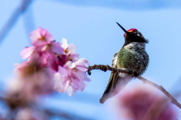 Anna’s Hummingbird