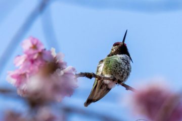 Anna’s Hummingbird
