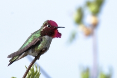 Anna’s Hummingbird