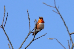 Rufous Hummingbird