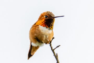 Rufous Hummingbird