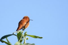 Rufous Hummingbird