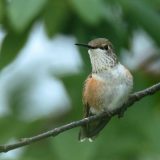 Female Rufous Hummingbird