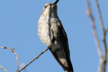 Hummingbird