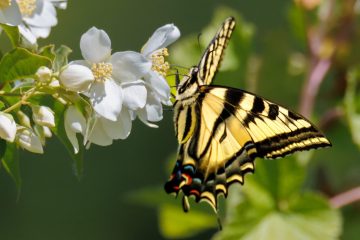 Western Tiger Swallow Tail Butterfly