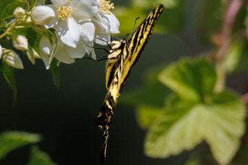 Western Tiger Swallow Tail Butterfly