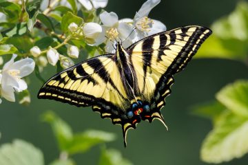 Western Tiger Swallow Tail Butterfly