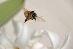 IMG_5339_20200405