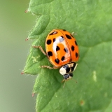 Lady Bug
