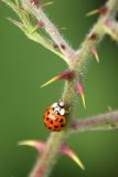 Lady Bug