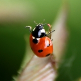 Lady Bug