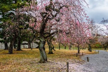 Plum trees at Nijo castle