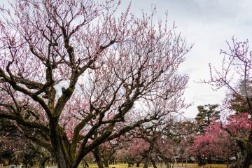 Plum trees at Nijo castle