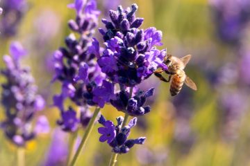 Lavender
